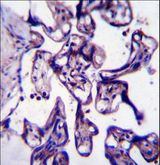 CRTC2 / TORC2 Antibody - CRTC2 Antibody immunohistochemistry of formalin-fixed and paraffin-embedded human placenta tissue followed by peroxidase-conjugated secondary antibody and DAB staining.