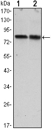 CRTC2 / TORC2 Antibody - Western blot using CRTC2 mouse monoclonal antibody against HeLa (1) and HEK293 (2) cell lysate.