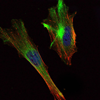 CRTC2 / TORC2 Antibody - Immunofluorescence of HeLa cells using CRTC2 mouse monoclonal antibody (green). Blue: DRAQ5 fluorescent DNA dye. Red: Actin filaments have been labeled with Alexa Fluor-555 phalloidin.