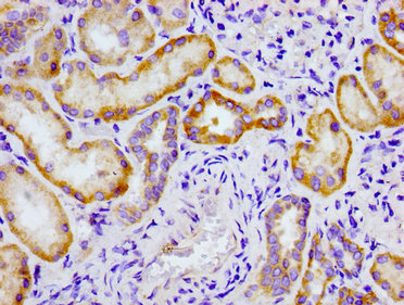 CRTC2 / TORC2 Antibody - Immunohistochemistry image of paraffin-embedded human kidney tissue at a dilution of 1:100