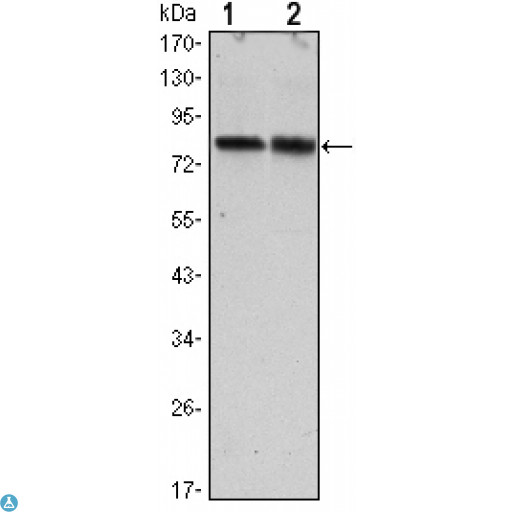 CRTC2 / TORC2 Antibody - Western Blot (WB) analysis using TORC2 Monoclonal Antibody against HeLa (1) and HEK293 (2) cell lysate.