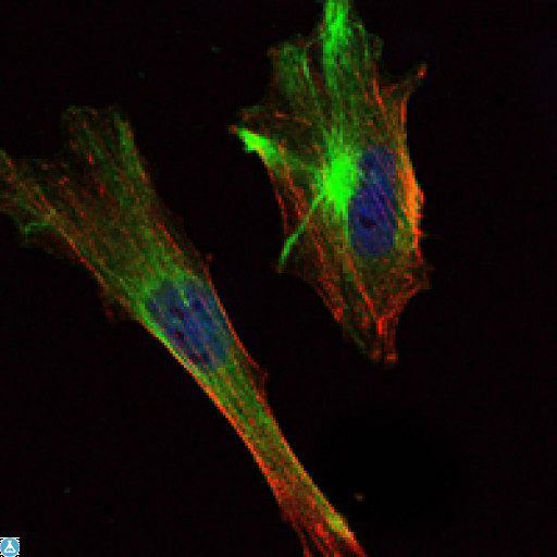CRTC2 / TORC2 Antibody - Immunofluorescence (IF) analysis of HeLa cells using TORC2 Monoclonal Antibody (green). Blue: DRAQ5 fluorescent DNA dye. Red: Actin filaments have been labeled with Alexa Fluor-555 phalloidin.