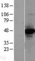 CRTC2 / TORC2 Protein - Western validation with an anti-DDK antibody * L: Control HEK293 lysate R: Over-expression lysate