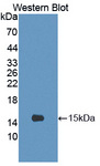 CRTC3 Antibody - Western blot of CRTC3 antibody.
