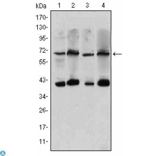 CRTC3 Antibody - Western Blot (WB) analysis using TORC3 Monoclonal Antibody against HeLa (1), Jurkat (2), Cos7 (3) and MCF-7 (4) cell lysate.