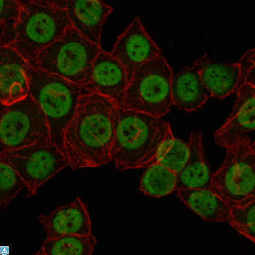 CRTC3 Antibody - Immunofluorescence (IF) analysis of NTERA-2 cells using TORC3 Monoclonal Antibody (green). Red: Actin filaments have been labeled with Alexa Fluor-555 phalloidin.
