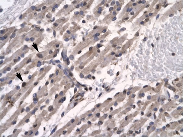 CRTR1 / TFCP2L1 Antibody - Human Muscle.  This image was taken for the unconjugated form of this product. Other forms have not been tested.