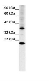 CRTR1 / TFCP2L1 Antibody - HepG2 Cell Lysate.  This image was taken for the unconjugated form of this product. Other forms have not been tested.