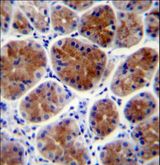 CRTR1 / TFCP2L1 Antibody - TFCP2L1 Antibody immunohistochemistry of formalin-fixed and paraffin-embedded human stomach tissue followed by peroxidase-conjugated secondary antibody and DAB staining.