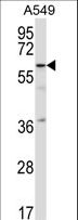 CRTR1 / TFCP2L1 Antibody - TFCP2L1 Antibody western blot of A549 cell line lysates (35 ug/lane). The TFCP2L1 antibody detected the TFCP2L1 protein (arrow).