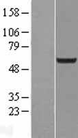 CRTR1 / TFCP2L1 Protein - Western validation with an anti-DDK antibody * L: Control HEK293 lysate R: Over-expression lysate