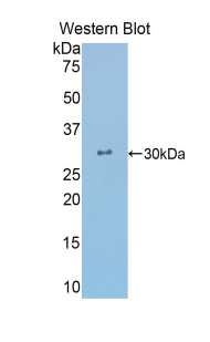 CRY Antibody - Western blot of recombinant CRY.  This image was taken for the unconjugated form of this product. Other forms have not been tested.