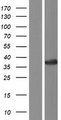 CRY Protein - Western validation with an anti-DDK antibody * L: Control HEK293 lysate R: Over-expression lysate