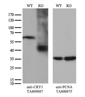 CRY1 Antibody - Equivalent amounts of cell lysates  and CRY1-Knockout HeLa cells  were separated by SDS-PAGE and immunoblotted with anti-CRY1 monoclonal antibody. Then the blotted membrane was stripped and reprobed with anti-PCNA antibody as a loading control.