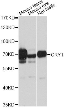CRY1 Antibody - Western blot analysis of extracts of various cell lines, using CRY1 antibody at 1:1000 dilution. The secondary antibody used was an HRP Goat Anti-Rabbit IgG (H+L) at 1:10000 dilution. Lysates were loaded 25ug per lane and 3% nonfat dry milk in TBST was used for blocking. An ECL Kit was used for detection and the exposure time was 30s.