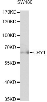 CRY1 Antibody - Western blot analysis of extracts of SW480 cells, using CRY1 antibody at 1:1000 dilution. The secondary antibody used was an HRP Goat Anti-Rabbit IgG (H+L) at 1:10000 dilution. Lysates were loaded 25ug per lane and 3% nonfat dry milk in TBST was used for blocking. An ECL Kit was used for detection and the exposure time was 60s.