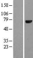 CRY1 Protein - Western validation with an anti-DDK antibody * L: Control HEK293 lysate R: Over-expression lysate