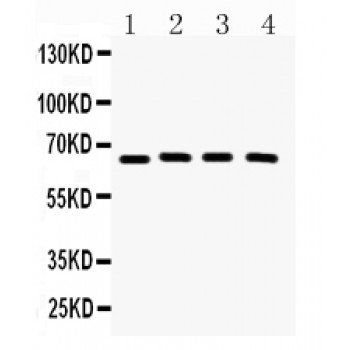 CRY2 Antibody - CRY2 antibody Western blot. All lanes: Anti CRY2 at 0.5 ug/ml. Lane 1: Rat Testis Tissue Lysate at 50 ug. Lane 2: Rat Brain Tissue Lysate at 50 ug. Lane 3: Mouse Brain Tissue Lysate at 50 ug. Lane 4: 22RV1 Whole Cell Lysate at 40 ug. Predicted band size: 67 kD. Observed band size: 67 kD.