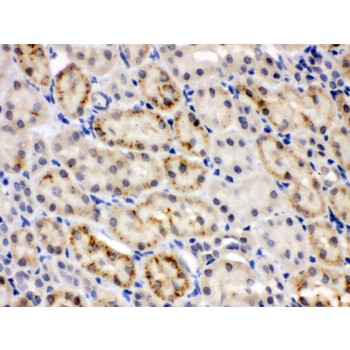 CRY2 Antibody - CRY2 antibody IHC-paraffin. IHC(P): Mouse Kidney Tissue.