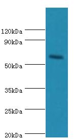 CRY2 Antibody - Western blot. All lanes: Cryptochrome-2 antibody at 14 ug/ml+Hepg2 whole cell lysate. Secondary antibody: Goat polyclonal to rabbit at 1:10000 dilution. Predicted band size: 67 kDa. Observed band size: 67 kDa.