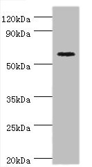 CRY2 Antibody - Western blot All lanes: Cryptochrome-2 antibody at 14µg/ml + HepG2 whole cell lysate Secondary Goat polyclonal to rabbit IgG at 1/10000 dilution Predicted band size: 67, 61 kDa Observed band size: 67 kDa