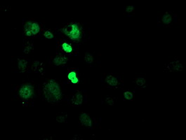 CRY2 Antibody - Anti-CRY2 mouse monoclonal antibody immunofluorescent staining of COS7 cells transiently transfected by pCMV6-ENTRY CRY2.