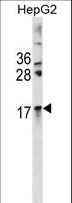 CRYAA / Alpha A Crystallin Antibody - CRYAA Antibody western blot of HepG2 cell line lysates (35 ug/lane). The CRYAA antibody detected the CRYAA protein (arrow).
