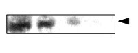 CRYAA / Alpha A Crystallin Antibody - Rat eye extracts were resolved by electrophoresis, transferred to PVDF membrane and probed with anti-crystallin a?(1:1000). Proteins were visualized using a goat anti-mouse secondary antibody conjugated to HRP and a DAP detection system. Arrow indicates crystalline a?(~20 kD). This antibody is not shown cross-activity.