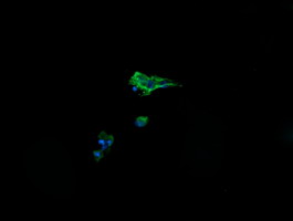 CRYAA / Alpha A Crystallin Antibody - Anti-CRYAA mouse monoclonal antibody immunofluorescent staining of COS7 cells transiently transfected by pCMV6-ENTRY CRYAA.
