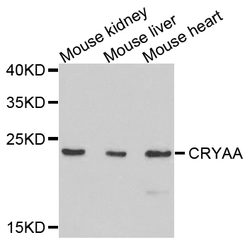 CRYAA / Alpha A Crystallin Antibody - Western blot analysis of extracts of mouse tissues.