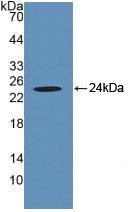 CRYAB / Alpha B Crystallin Antibody - Western Blot; Sample: Recombinant CRYaB, Human.