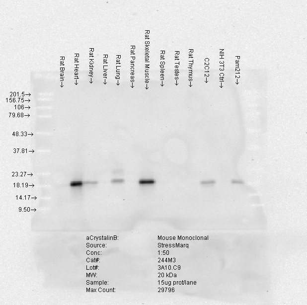CRYAB / Alpha B Crystallin Antibody - Alpha B crystallin (3A10-C9), Rat tissues.  This image was taken for the unconjugated form of this product. Other forms have not been tested.