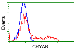 CRYAB / Alpha B Crystallin Antibody - HEK293T cells transfected with either pCMV6-ENTRY CRYAB (Red) or empty vector control plasmid (Blue) were immunostained with anti-CRYAB mouse monoclonal(Dilution 1:1,000), and then analyzed by flow cytometry.