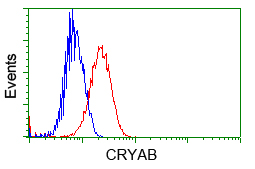 CRYAB / Alpha B Crystallin Antibody - Flow cytometric analysis of Jurkat cells, using anti-CRYAB antibody, (Red) compared to a nonspecific negative control antibody (Blue).