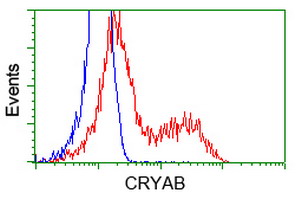 CRYAB / Alpha B Crystallin Antibody - HEK293T cells transfected with either overexpress plasmid (Red) or empty vector control plasmid (Blue) were immunostained by anti-CRYAB antibody, and then analyzed by flow cytometry.