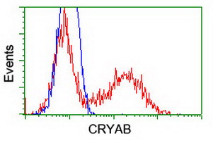 CRYAB / Alpha B Crystallin Antibody - HEK293T cells transfected with either overexpress plasmid (Red) or empty vector control plasmid (Blue) were immunostained by anti-CRYAB antibody, and then analyzed by flow cytometry.
