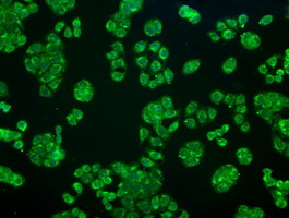 CRYAB / Alpha B Crystallin Antibody - Immunofluorescent staining of HT29 cells using anti-CRYAB mouse monoclonal antibody.