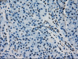 CRYAB / Alpha B Crystallin Antibody - IHC of paraffin-embedded pancreas tissue using anti-CRYAB mouse monoclonal antibody. (Dilution 1:50).