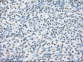 CRYAB / Alpha B Crystallin Antibody - IHC of paraffin-embedded endometrium tissue using anti-CRYAB mouse monoclonal antibody. (Dilution 1:50).