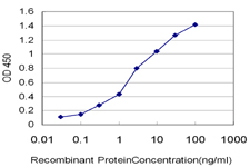 CRYBB1 Antibody - Detection limit for recombinant GST tagged CRYBB1 is approximately 0.03 ng/ml as a capture antibody.