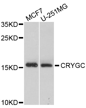CRYGC / CCL Antibody - Western blot analysis of extracts of various cells.