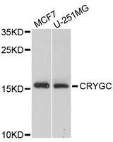 CRYGC / CCL Antibody - Western blot analysis of extracts of various cells.