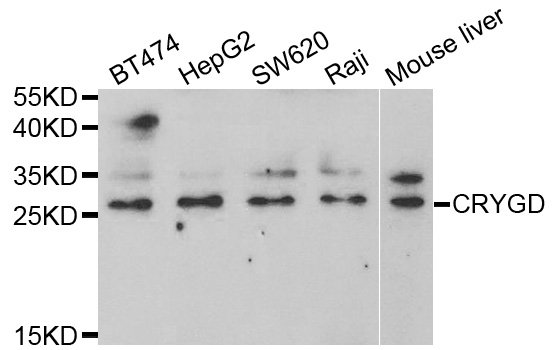 CRYGD / CCP Antibody - Western blot analysis of extracts of various cell lines.