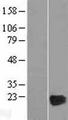 CRYGD / CCP Protein - Western validation with an anti-DDK antibody * L: Control HEK293 lysate R: Over-expression lysate