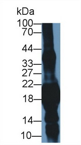 CRYGS Antibody - Western Blot; Sample: Mouse Eye lysate; Primary Ab: 1µg/ml Rabbit Anti-Mouse CRYgS Antibody Second Ab: 0.2µg/mL HRP-Linked Caprine Anti-Rabbit IgG Polyclonal Antibody
