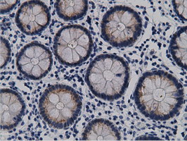 CRYM Antibody - IHC of paraffin-embedded Human colon tissue using anti-CRYM mouse monoclonal antibody.