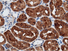 CRYM Antibody - IHC of paraffin-embedded Human Kidney tissue using anti-CRYM mouse monoclonal antibody.