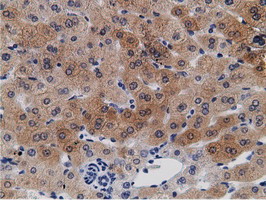 CRYM Antibody - IHC of paraffin-embedded Human liver tissue using anti-CRYM mouse monoclonal antibody.