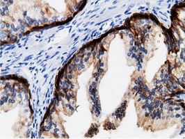 CRYM Antibody - IHC of paraffin-embedded Human prostate tissue using anti-CRYM mouse monoclonal antibody.