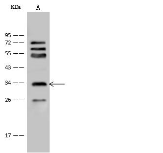 CRYM Antibody - Anti-CRYM rabbit polyclonal antibody at 1:500 dilution. Lane A: Mouse brain tissue lysate. Lysates/proteins at 30 ug per lane. Secondary: Goat Anti-Rabbit IgG (H+L)/HRP at 1/10000 dilution. Developed using the ECL technique. Performed under reducing conditions. Predicted band size: 34 kDa. Observed band size: 34 kDa.